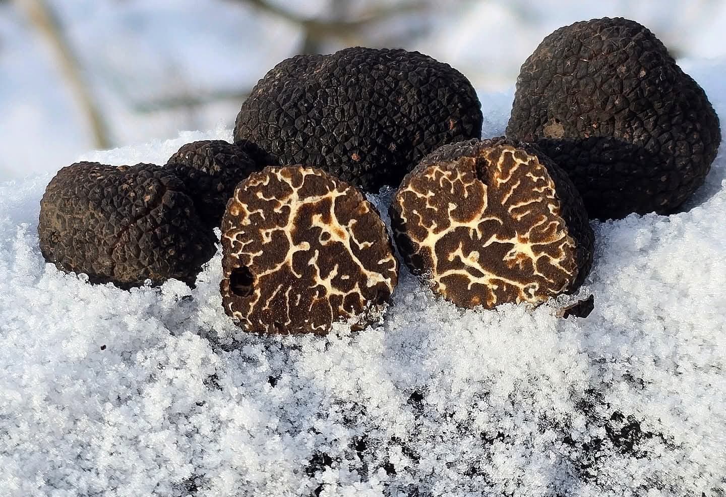 Nomads Cooking & Truffle Hunting